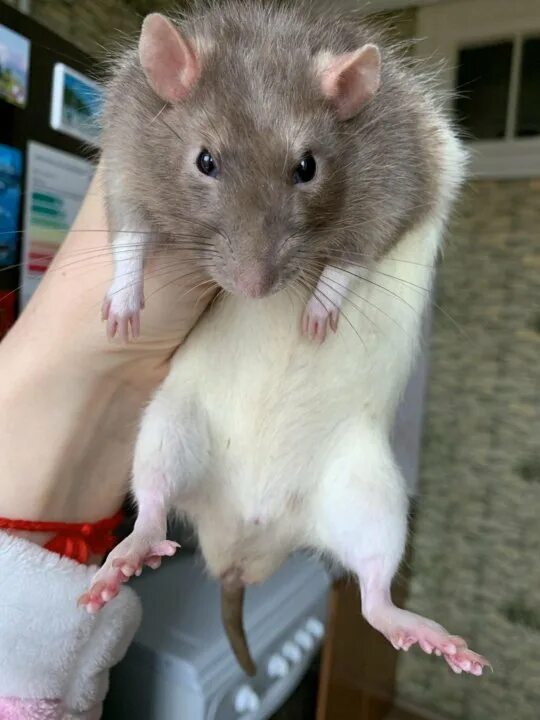 Крыса с кофе. Декоративная крыса самец. Парень крысу. Крыса дамбо мальчик. Парень крысу.