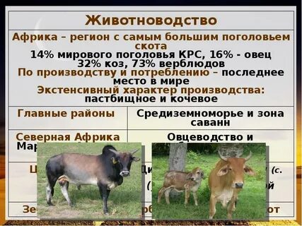 Скотоводство имеет направление