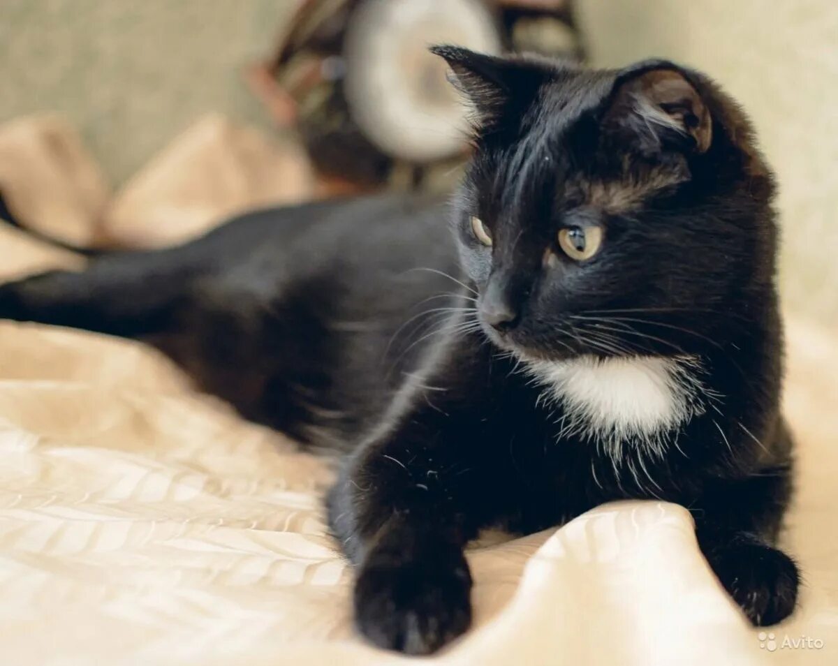 Порода кошек Бомбейская черная с белой грудкой. Бомбейская кошка черно белая. Черная кошка с белой грудкой. Чёрный кот с белой грудкой. Белый галстук у черного кота 7 букв