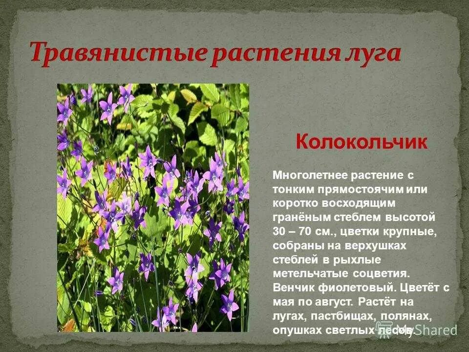 Многолетние луговые растения. Растения Луга колокольчик. Колокольчик описание растения. Колокольчик это травянистое растение.