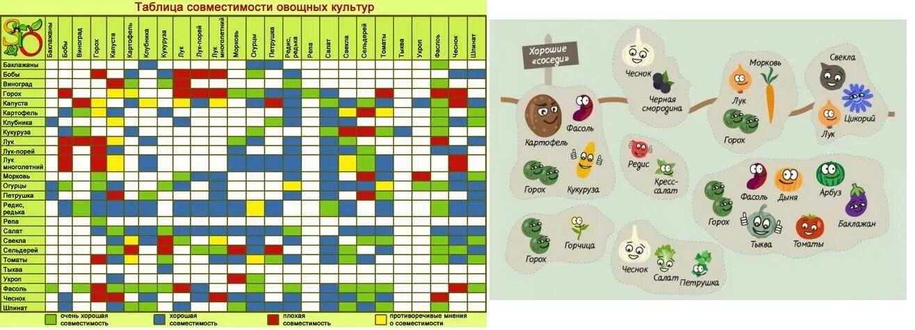 Правильные пары товарного соседства. Соседство овощей на грядках в огороде таблица. Совместимость овощных культур при посадке на грядке таблица. Соседство овощей на грядках таблица совместимости растений. Смешанные посадки овощей на грядке таблица.