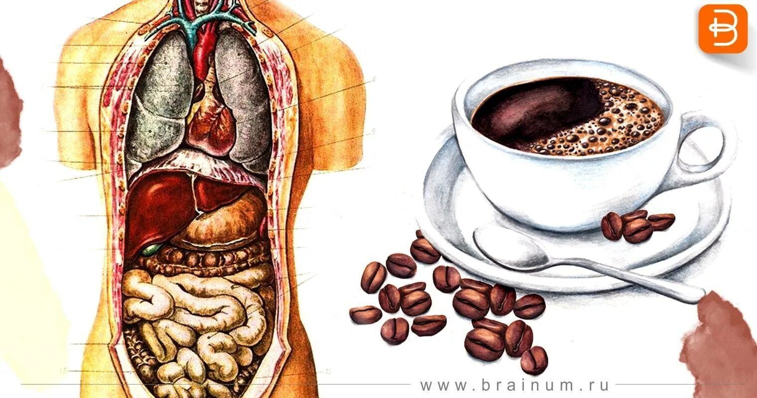 Кофе и ЖКТ. Влияние кофе на пищеварение. Влияние кофеина на пищеварение. Кофе и желудок. Почему нельзя кофе на голодный желудок