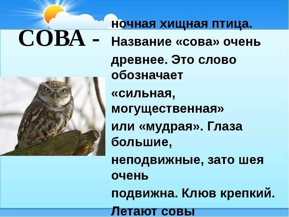 Информация о сове. Сообщение о сове. Описание Совы. Рассказ о сове. Текст про сову