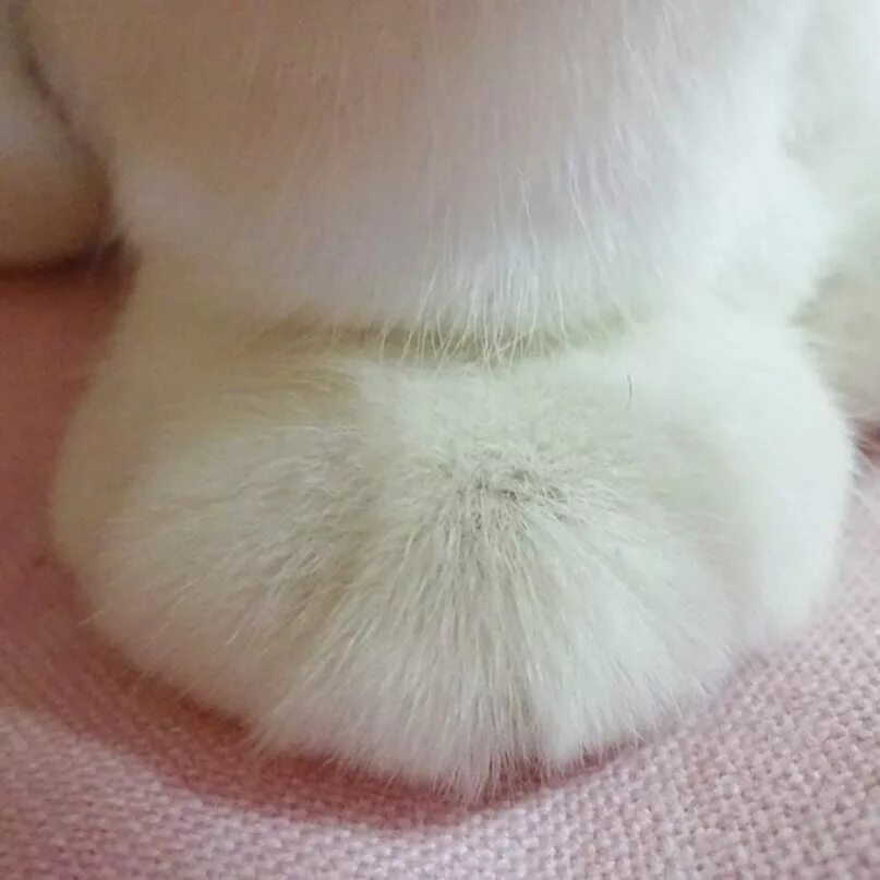 Белые лапки. Белые лапки котика. Белая лапа.