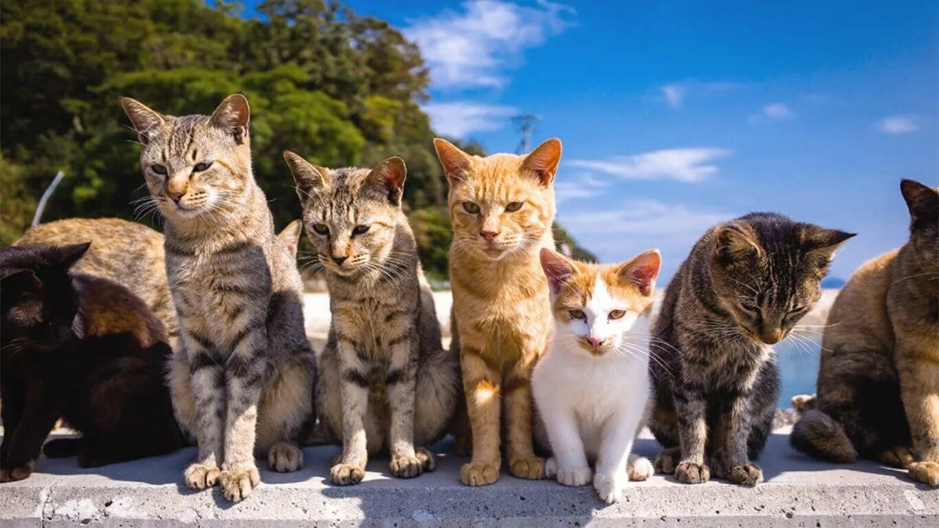 Порода кошек 6. Тасиро остров кошек. Остров Фраджост кошачий остров. Аошима остров кошек. Кошачий остров в Японии.