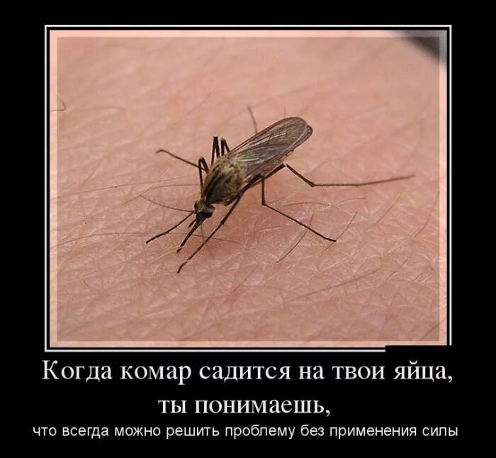 Не всегда можно. Шутки про комаров. Смешной комар. Шутка про комара. Комары юмор.