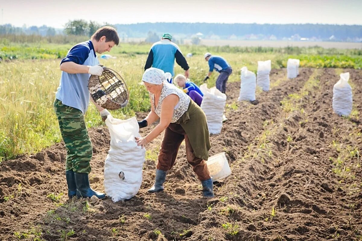 Труд людей в поле. Сбор урожая. Уборка урожая картофеля. Сбор картошки. Сбор урожая в поле.