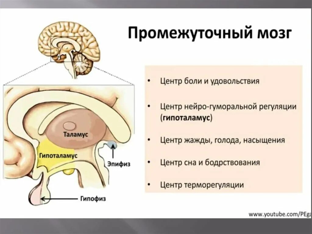 Промежуточный мозг. Промежуточный мозг строение. Отделы промежуточного мозга. Ядра промежуточного мозга. Функции промежуточного мозга дыхание температура