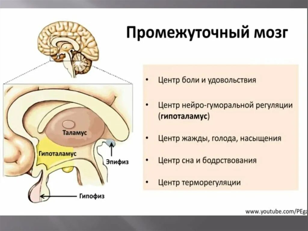 Функция промежуточного мозга дыхание температура тела. Промежуточный мозг. Промежуточный мозг строение. Отделы промежуточного мозга. Ядра промежуточного мозга.