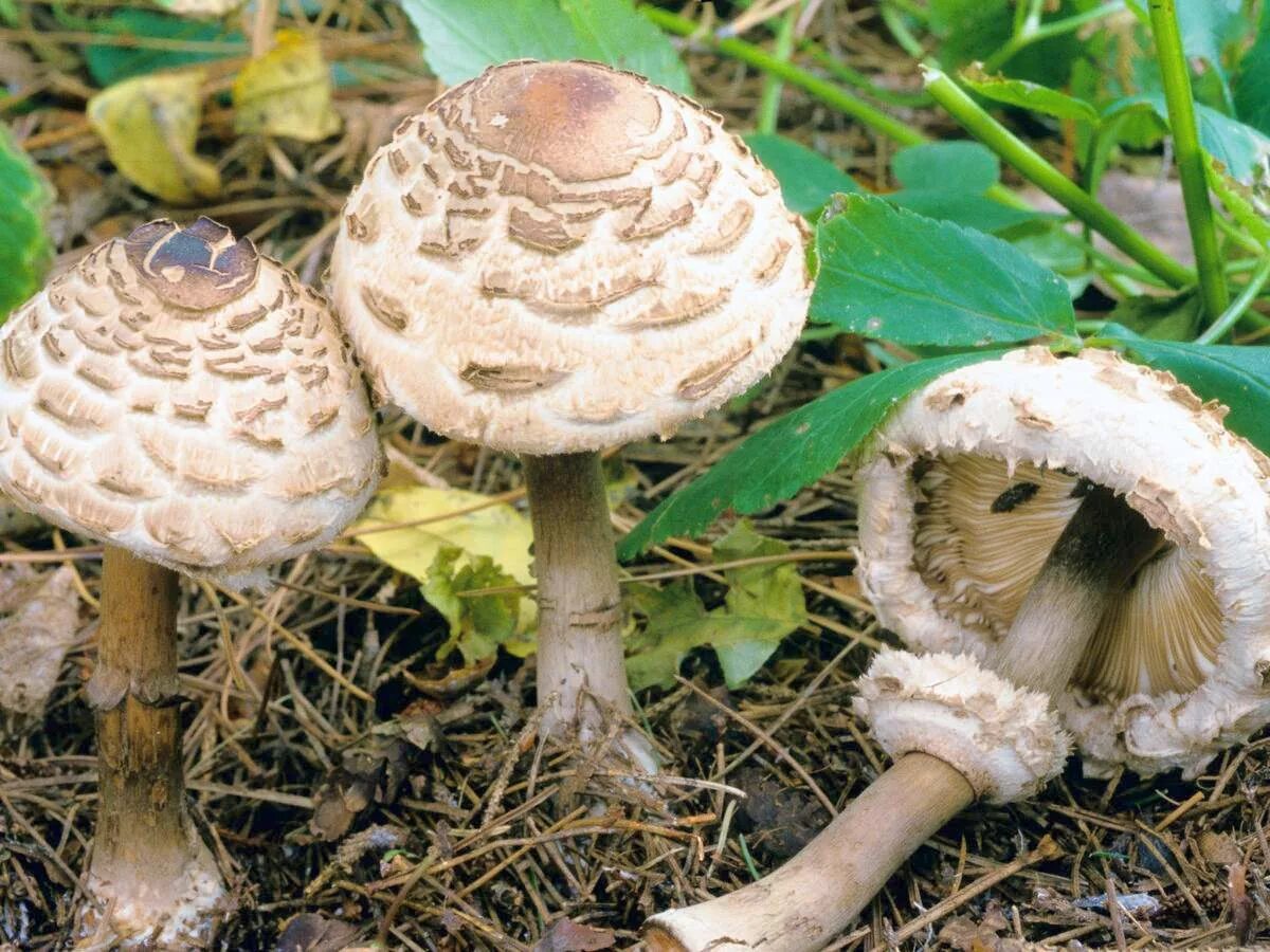 Зонтик ядовитый. Гриб-зонтик краснеющий (Chlorophyllum rhacodes). Гриб-зонтик краснеющий Macrolepiota rhacodes. Гриб зонтик пёстрый пластинчатый. Гриб зонтик ложный.