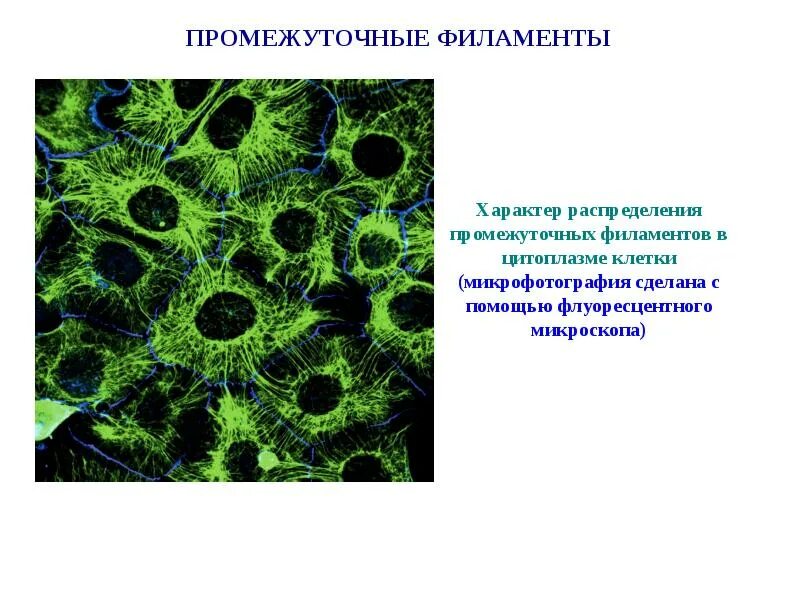 Цитоскелет промежуточные филаменты. Промежуточные филаменты эпителиальных клеток. Опорно-двигательные структуры клетки. Цитоскелет.. Опорно двигательная система клетки строение.