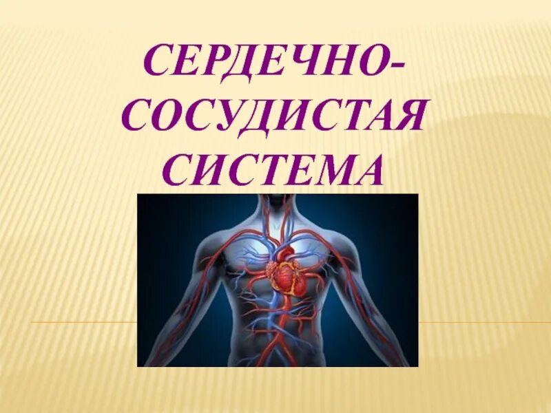 Проект на тему сердечно сосудистая система Сердечно–сосудистая система презентация онлайн