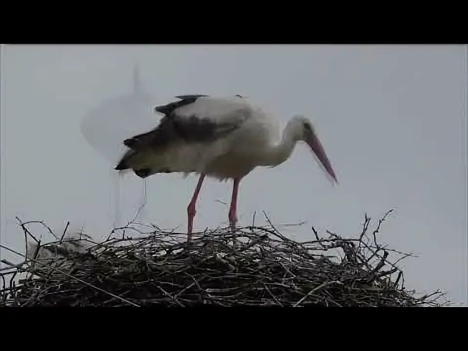 Фото аиста с ребенком в клюве. Белый аист стучит клювом. Белобрюхий аист. Аист стучит клювом. Журавли аисты цапли фото.