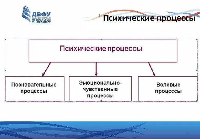 Наука о познавательных процессах