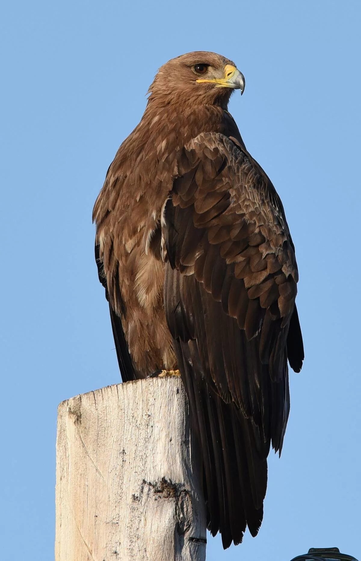 Орел степная птица. Степной Орел. Степной Орел птица. Aquila nipalensis. Донской Степной Орел.