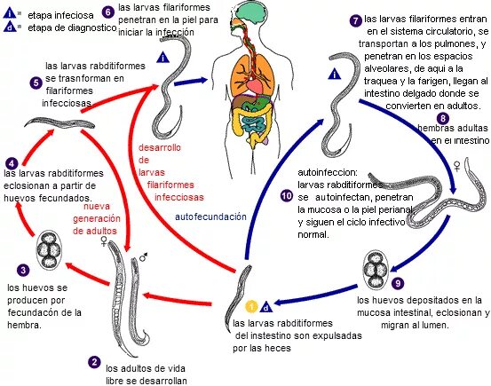 Аскарида человеческая жизненный цикл. Цикл развития Ascaris lumbricoides. Схема развития человеческой аскариды. Ascaris lumbricoides жизненный цикл. Цикл жизни аскариды человеческой.