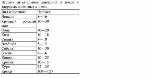 Дыхание 24 в минуту