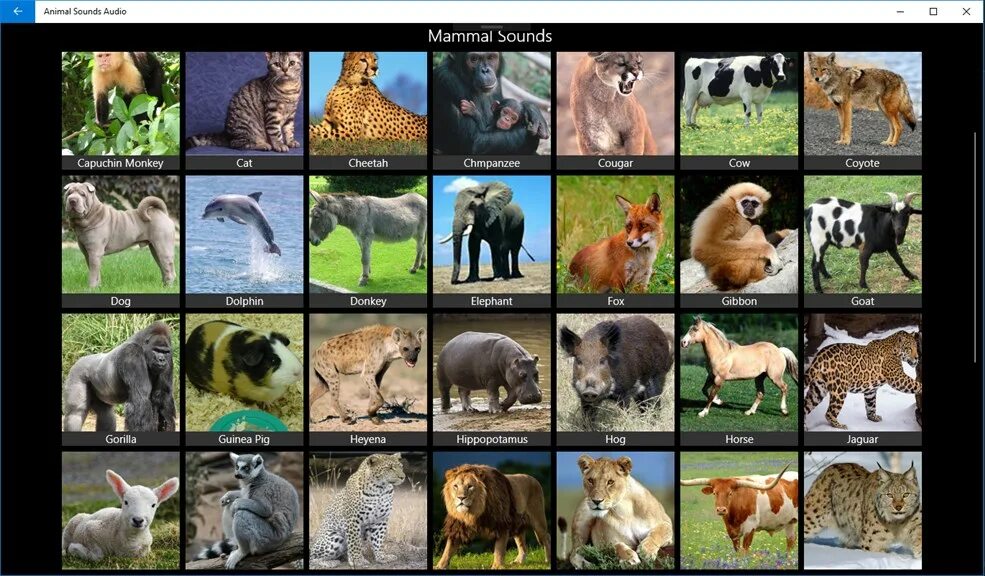 Animals ii. Animals sounds. animal sounds in english. animal scuns. сагур звук animal.