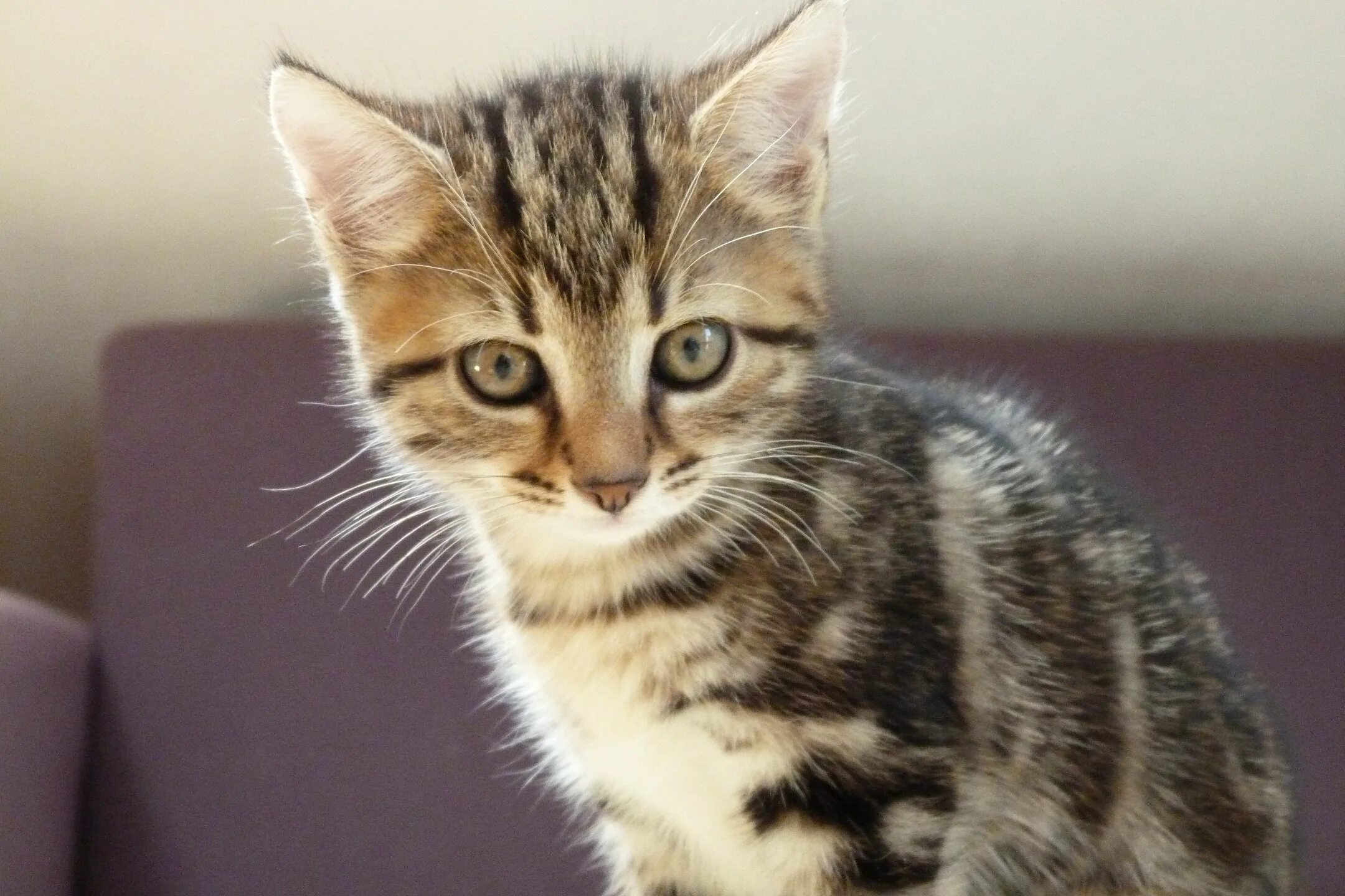 покажи обычных котиков. порода кошек двортерьер. порода фелис катус. кельтская короткошерстная (европейская короткошерстная). кот домашний обыкновенный.