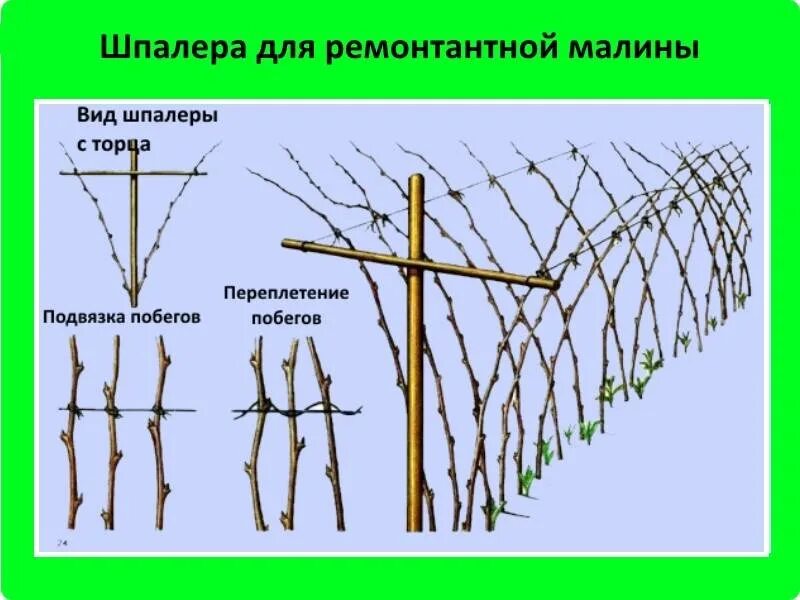 На каком расстоянии сажать ежевику друг. Схема посадки ремонтантной малины. Подвязка ремонтантной малины. Подвязка ремонтантной малины на шпалере. Схема посадки малины на шпалере.