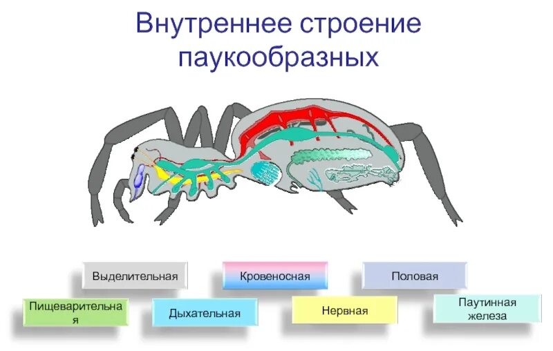 Выделительная система паукообразных 7 класс. Пищеварительная система паукообразных 7 класс биология. выделительная система паука. выделительная система паукообразных 7 класс биология.