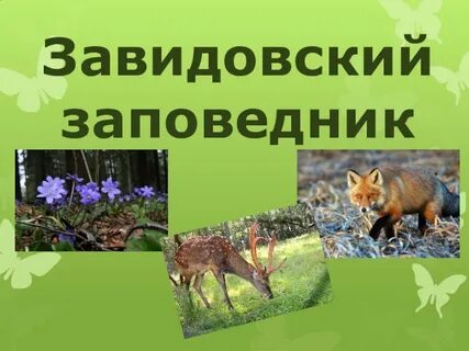 Завидовский государственный заповедник расположен