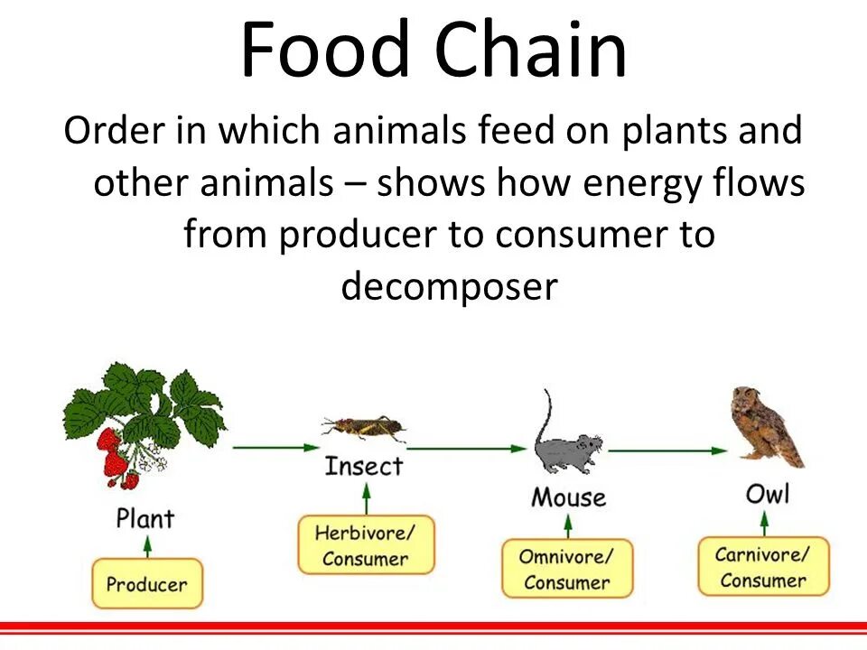 Пищевая цепочка. The food chain 7 класс. Пищевая цепь на английском. Пищевая цепь на английском языке. The food chain 7 класс.