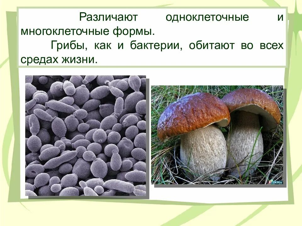 Среди грибов встречаются как одноклеточные. Одноклеточные и многоклеточные грибы примеры. Одноклеточные грибы классификация. Одноклеточные грибы презентация. Название многоклеточных грибов.