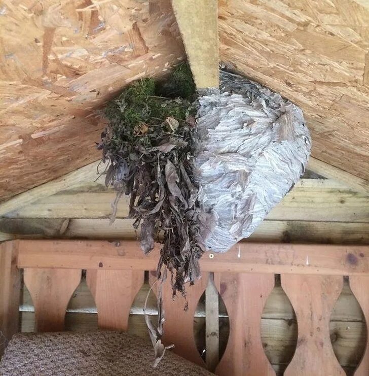 Осиное гнездо в доме. Осиное гнездо в сарае. Гнездо ос. Имитация осиного гнезда. Осиный улей на балконе.
