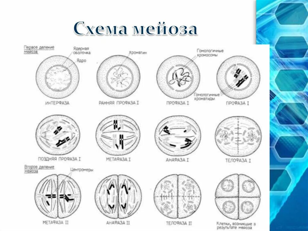 2 рисунок 2 типы. Мейоз 1 фазы схема. Первое деление мейоза профаза 1. Профаза мейоза 2 схема. Схема профазы 1 мейоза.