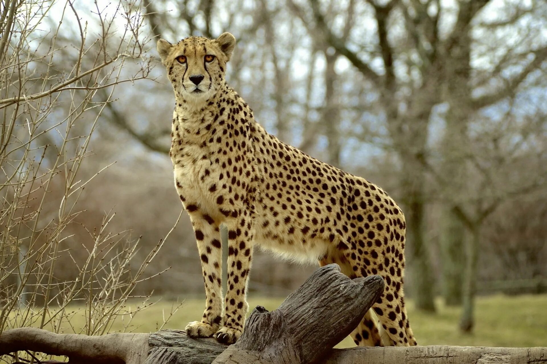 Сахарский гепард. Cheetah (гепард). Королевский гепард. Ареал гепарда.