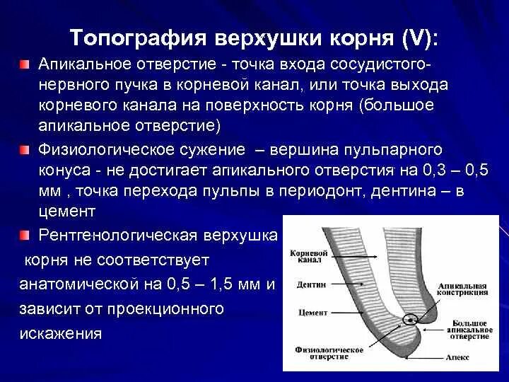 Определение корневых каналов. Анатомическая и физиологическая верхушка корня. Анатомическая рентгенологическая верхушка корня. Апикальная часть корневого канала. Физиологическая анатомическая рентгенологическая верхушка.