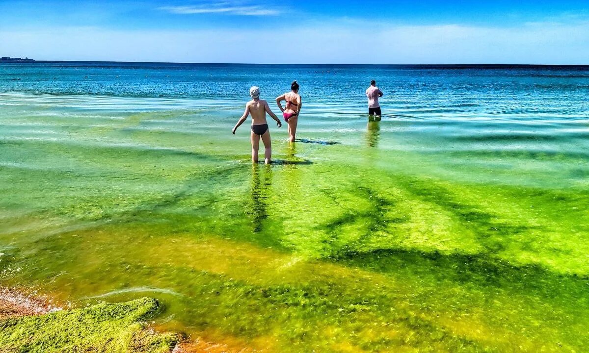 Водоросли в анапе. Черное море Анапа цветет водоросли. Цветение моря Витязево Анапа. Анапа цветет море 2022. В Анапе зацвело море.