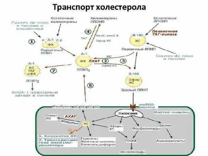 Образование холестерина в печени