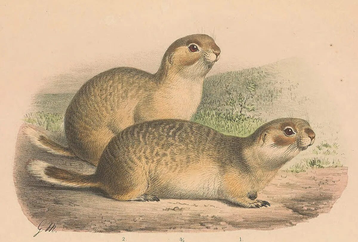 Суслик Краснощекий (Spermophilus erythrogenys). Краснощекий суслик Алтайский край. Сибирский суслик Краснощекий. Суслик краснощекий