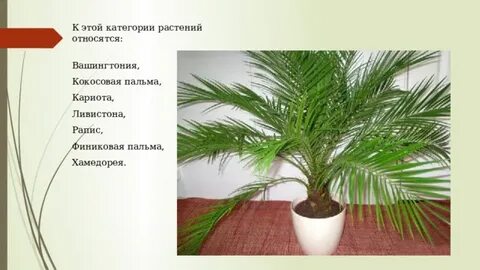 Систематика пальмы