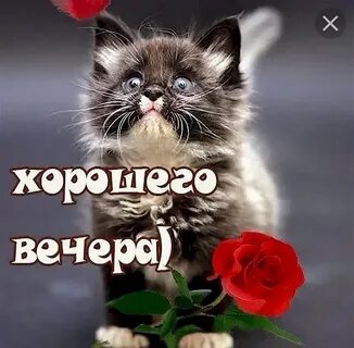 Прошел отлично вечер
