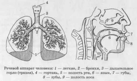 Периферические аппараты