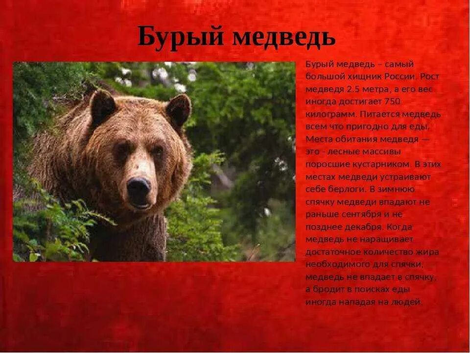 Почему медведи занесены в красную книгу. Бурый медведь занесен в красную книгу. Бурый медведь красная книга России. Бурый медведь красная книга. Медведь занесен в красную книгу.