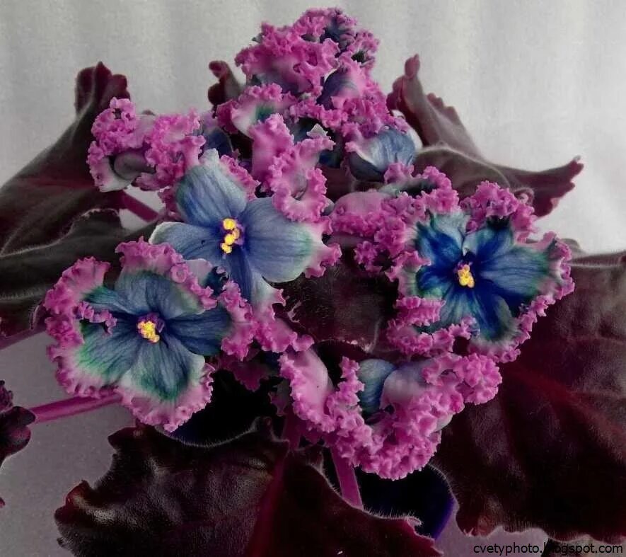 Фиалка ультрамарин. Фиалка "сенполия гроте". Фиалка блю мираж. Фиалки одетта. Фиалка ек морские ежи люкс.