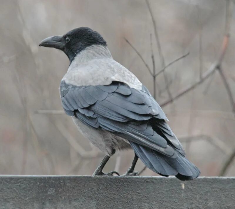 ворон черно серый. ворон черно серый. ворон черно серый. Corvus cornix. ворон черно серый.
