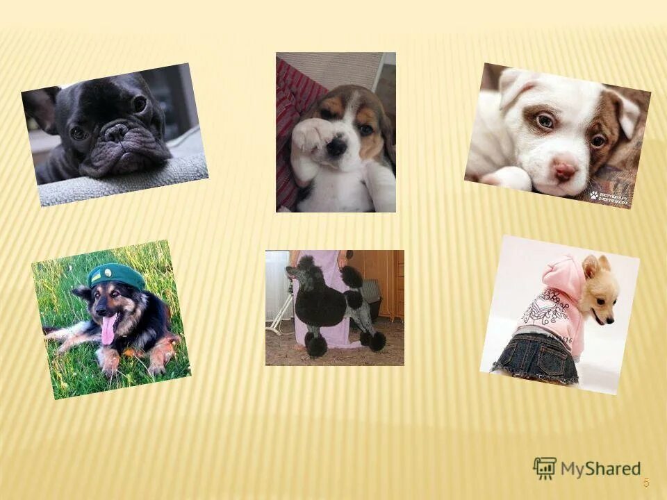 собаки 4 класс. собака для презентации. собака для презентации. проект собака друг человека. собака лучший друг человека презентация.