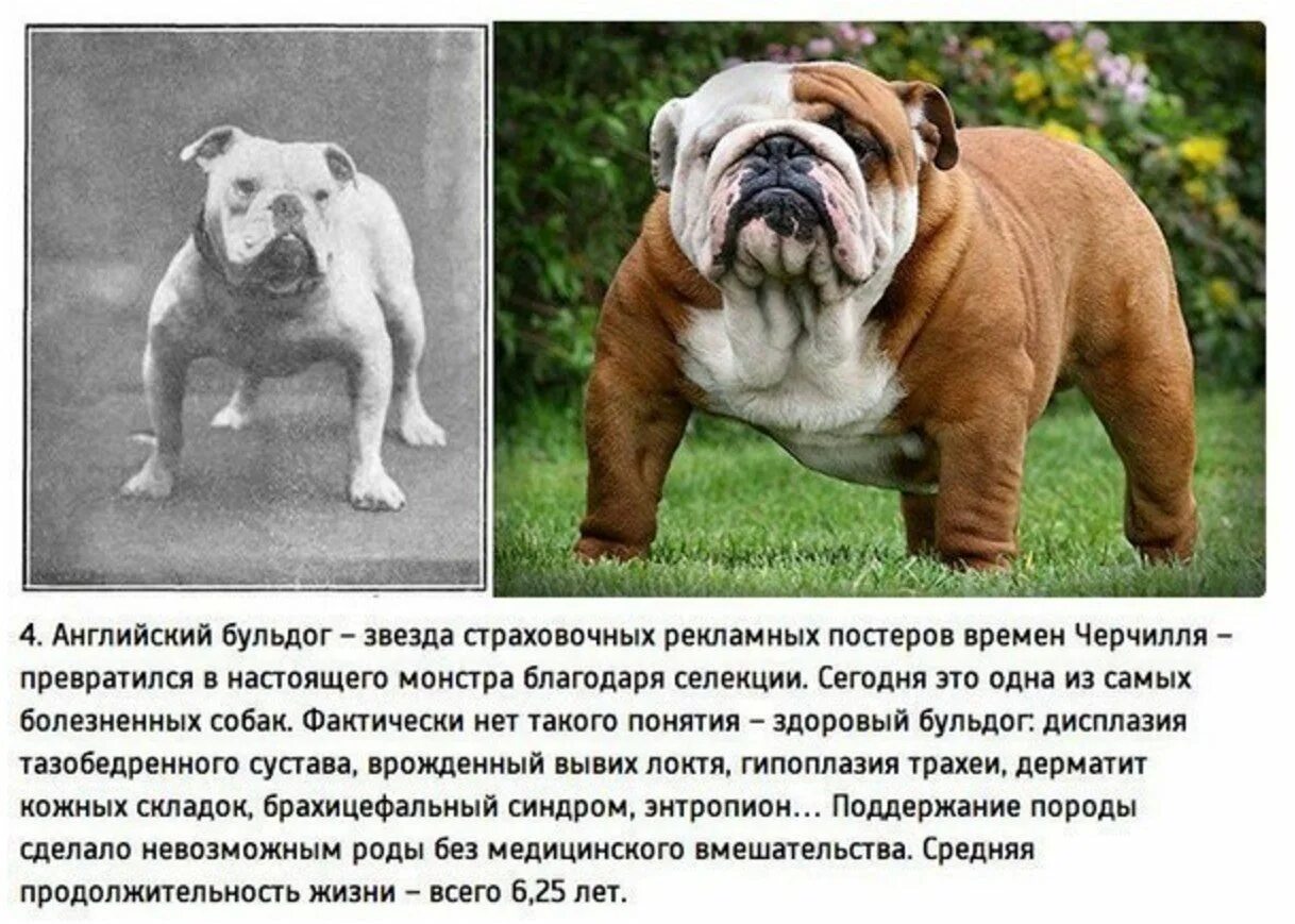 Сколько лет бульдогу