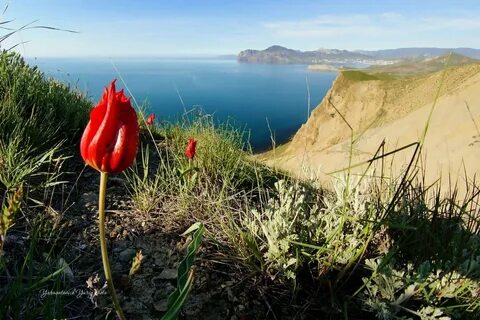 Цветы южного крыма