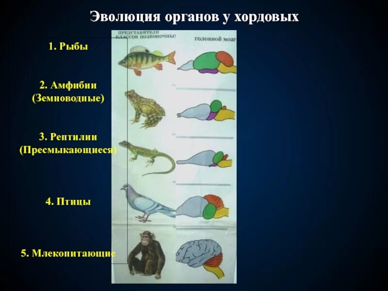 Хронологическая последовательность групп животных. Эволюция рыбы земноводные. Рыбы земноводные пресмыкающиеся. Процесс эволюции хордовых животных. Эволюция органов.