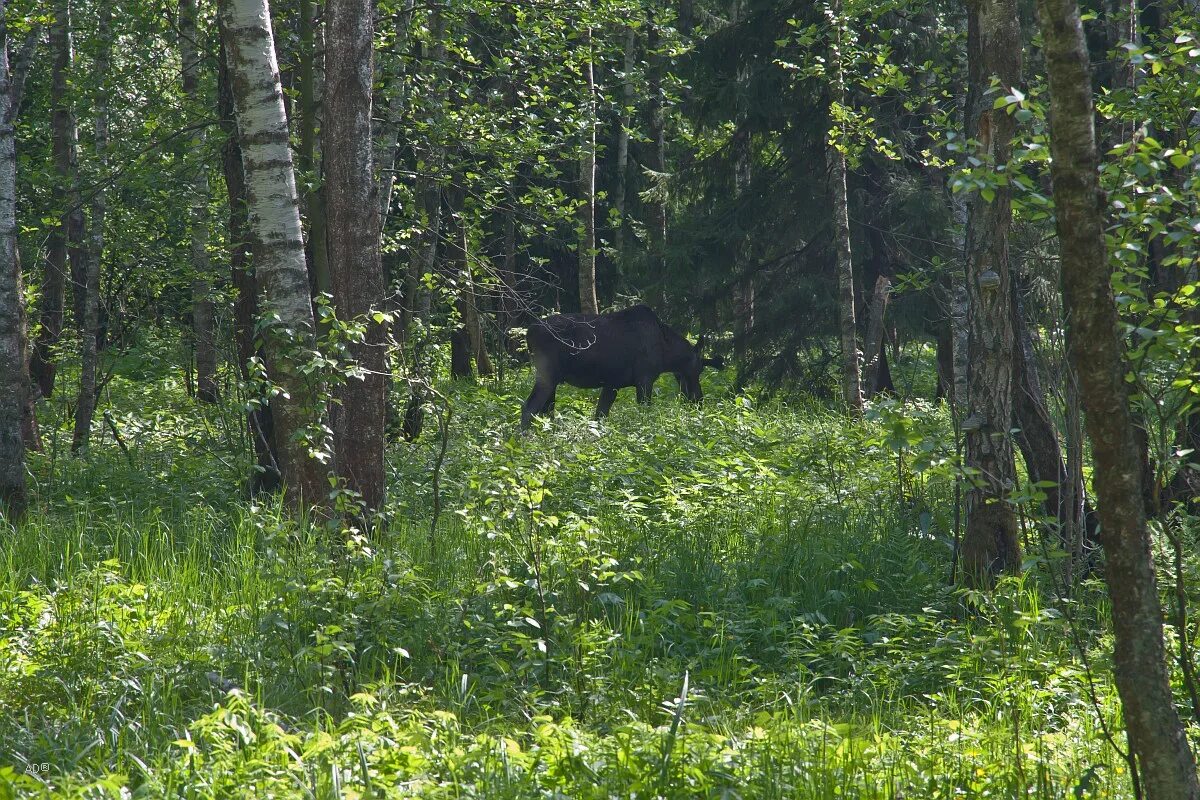 Лосиноостровский парк купить. Лосиноостровский парк. Лосиноостровский лес. Лосиноостровский Санкт-Петербург. Лосиноостровский парк бурелом.