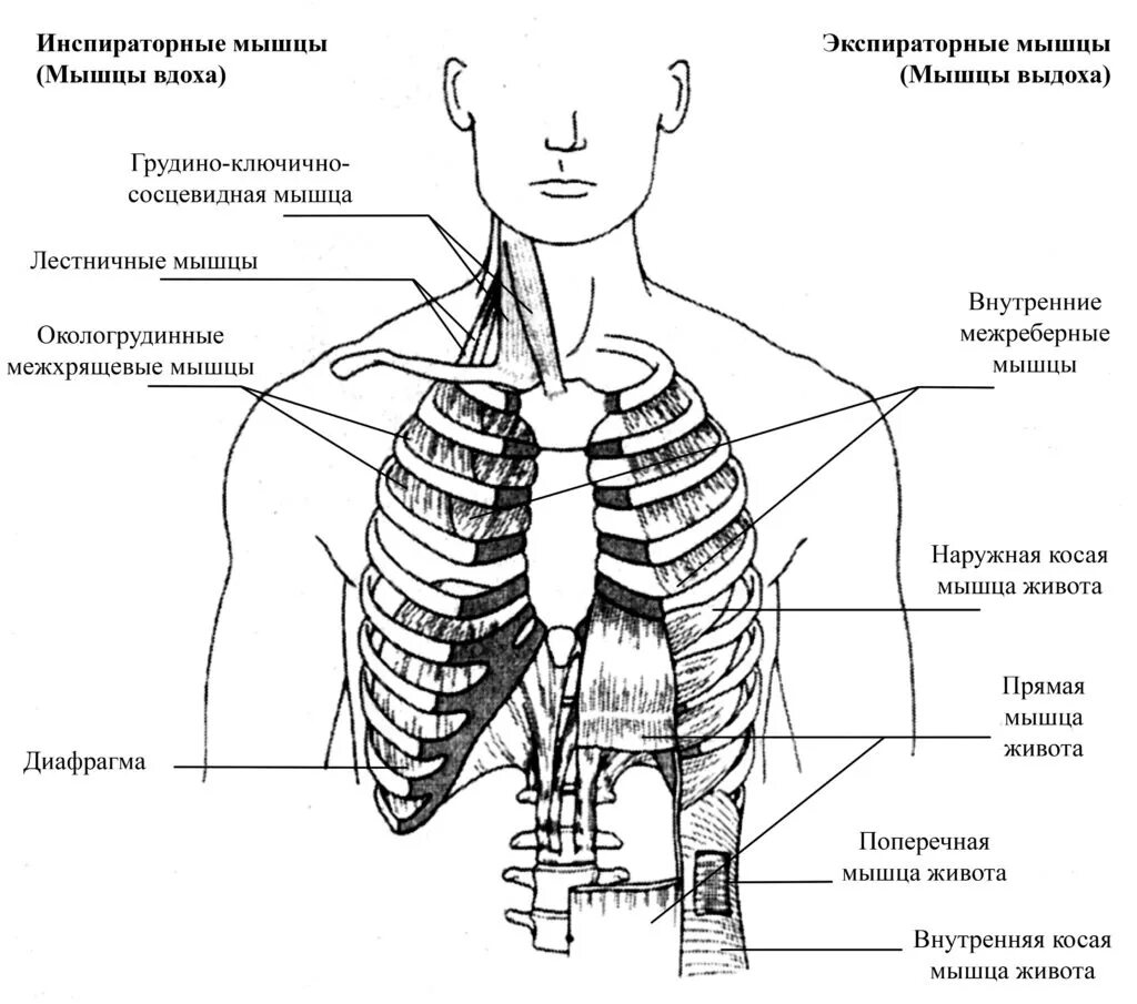 Мышцы участвующие в дыхательных. Мышцы вдоха и выдоха основные и вспомогательные. мышцы вдоха и выдоха анатомия. медоеберыне мышцы выдох. вспомогательные мышцы вдоха.