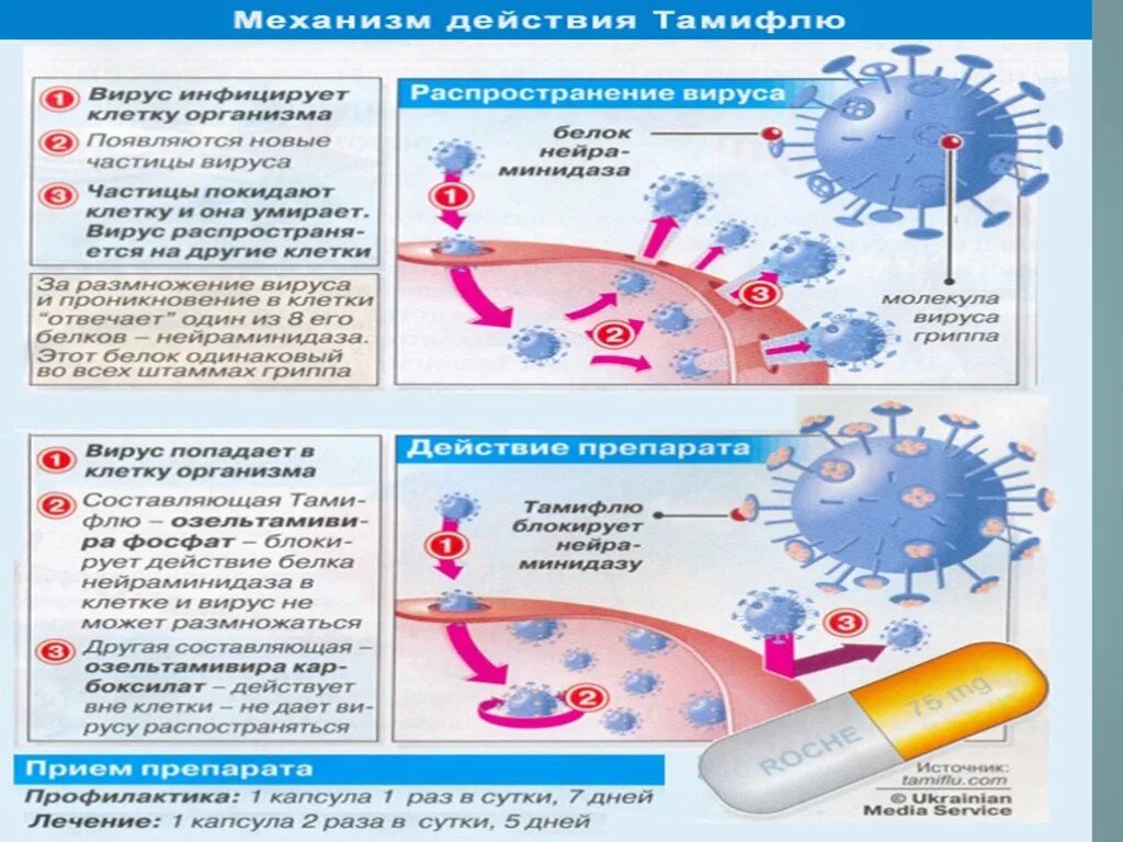 Орви действия. Патогенез вируса гриппа. Механизм развития гриппа. Патогенез ОРВИ. Распространение гриппа схема.