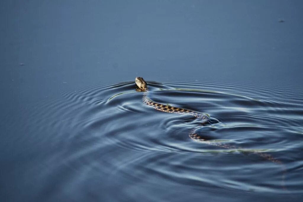 Степная гадюка плавает. Уж обыкновенный плавает. Степная гадюка в воде. Морская гадюка змея.