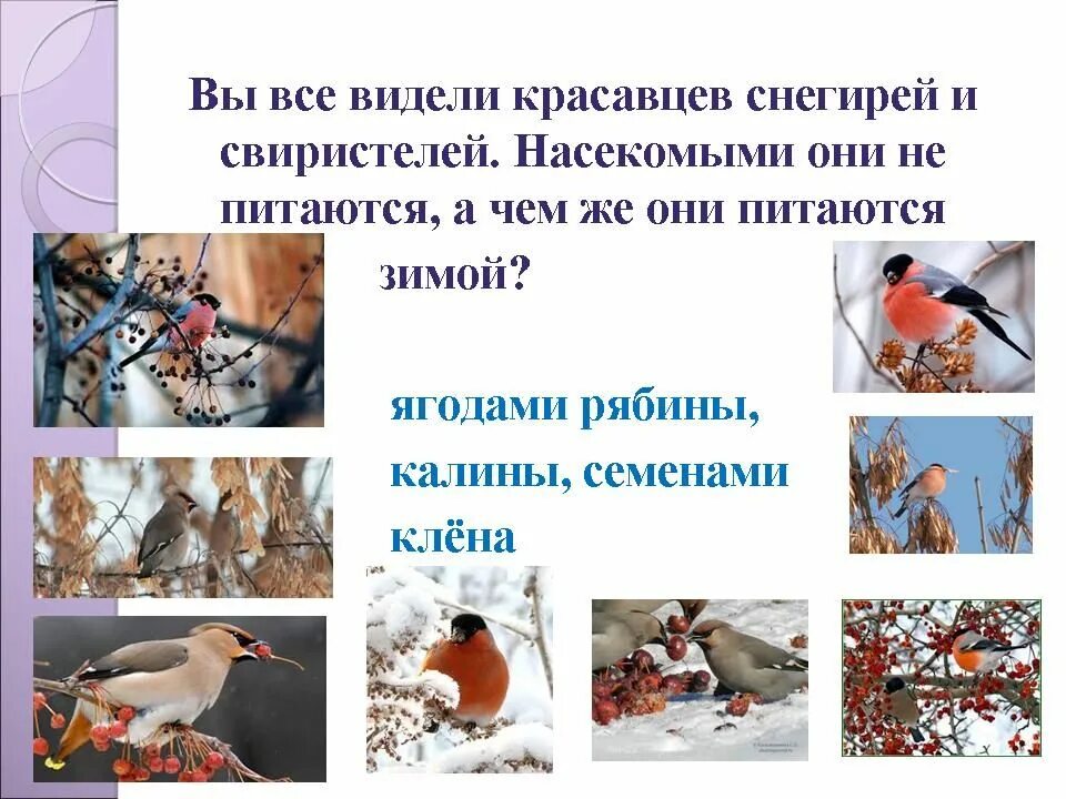 Зимующие птицы запасающие корм на зиму. Чем питаются птицы в зимний период. какими ягодами питаются птицы. птичьи секреты. какими ягодами питаются птицы зимой?.